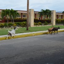 19--Stadtrundfahrt Havanna